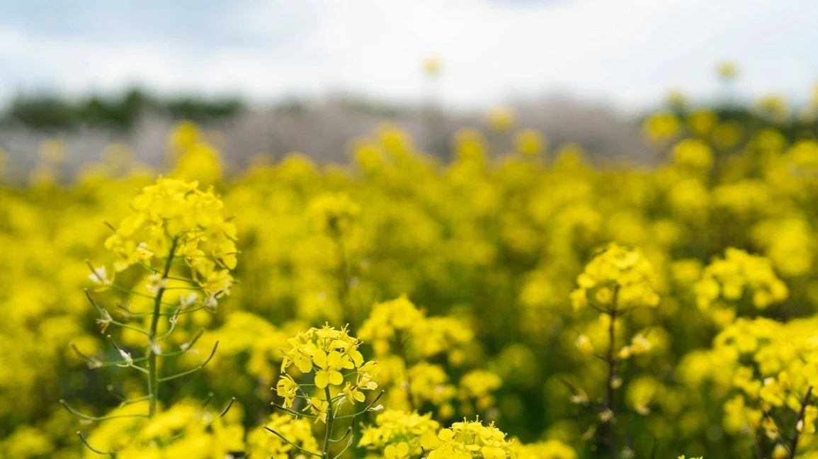 mustard-1296x728-header mustard-1296x728-header
